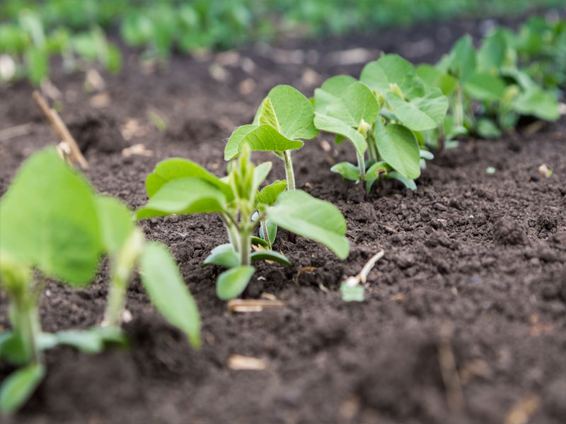 Funciones del boro en las plantas