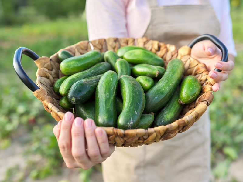 El Cobre en la agricultura