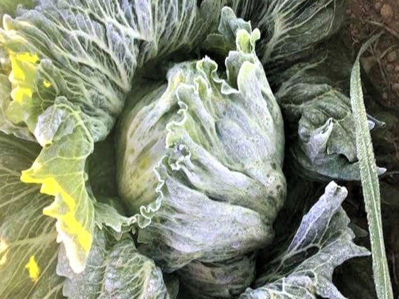 Logistica para control de heladas en cultivos a campo abierto.