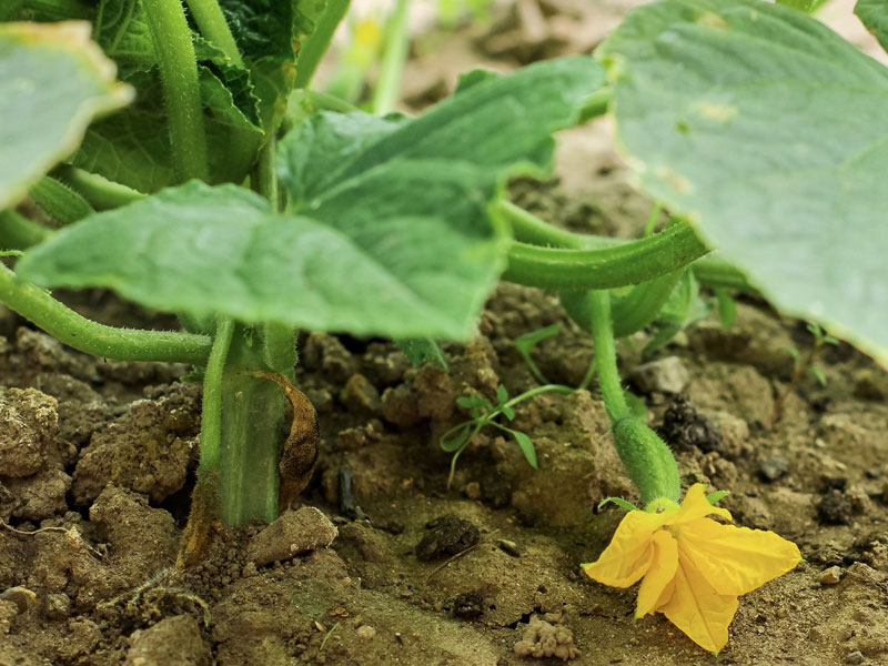 El papel de las giberelinas y citoquininas