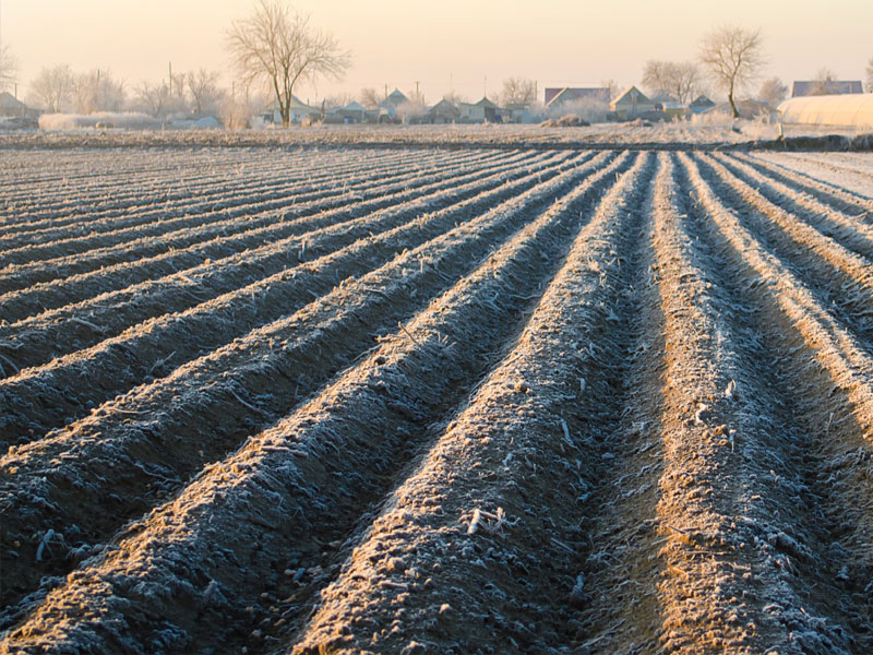 Consideraciones agrícolas ante la ocurrencia de heladas
