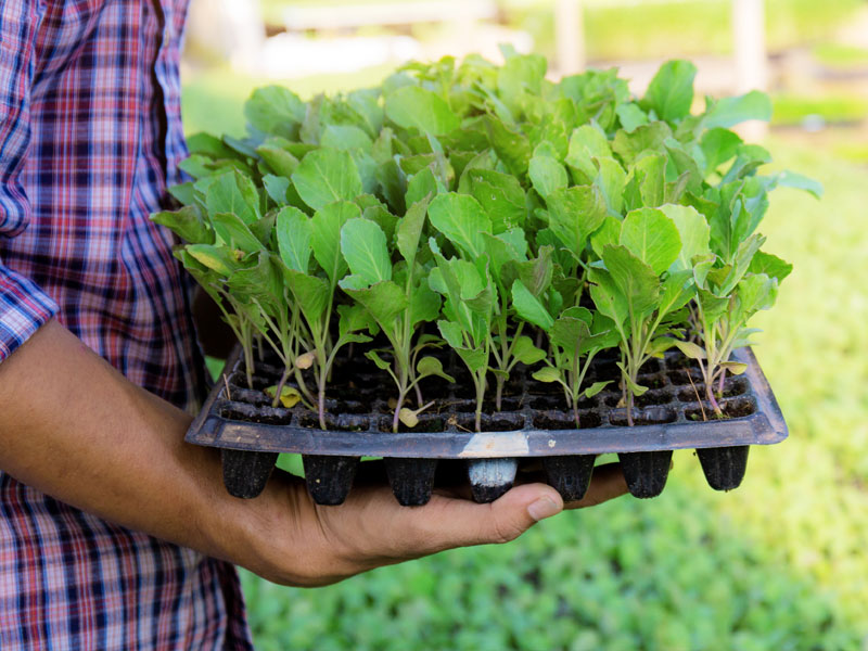 ¿Qué son las hormonas vegetales?