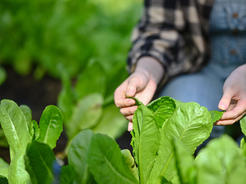 El magnesio en la agricultura