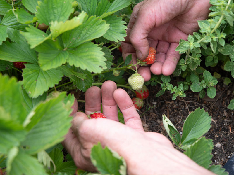 El Zinc en la nutrición vegetal
