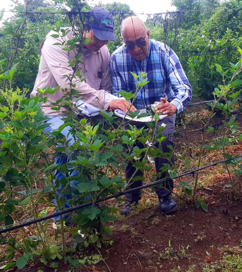 Asesoramos a técnicos de fincas para aumentar el rendimiento de los cultivos