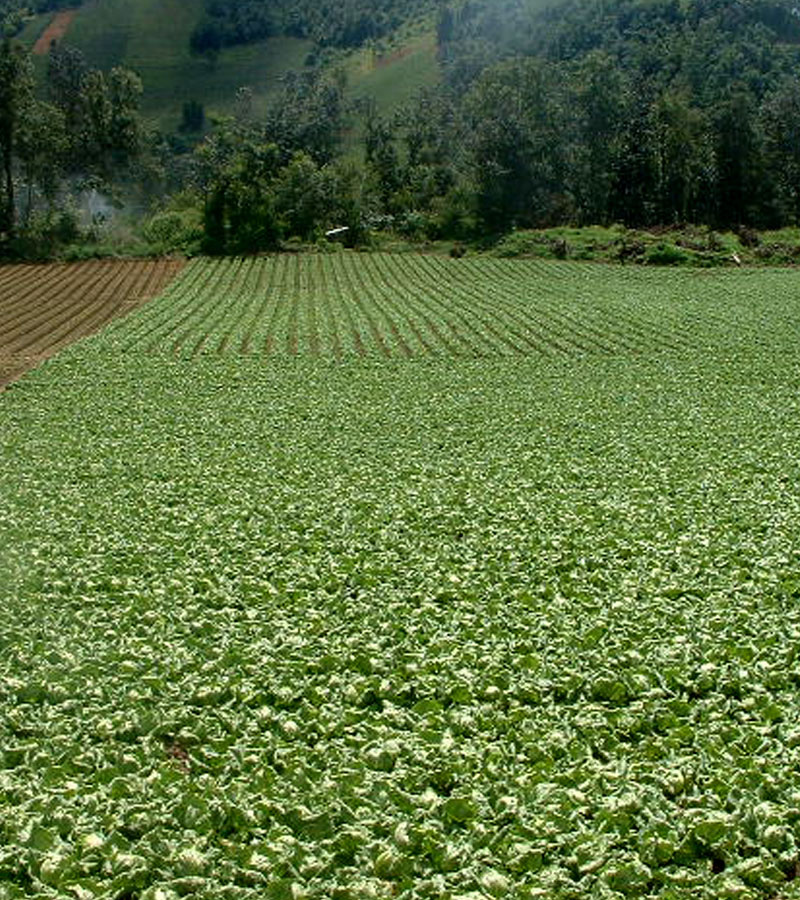 Asesoramos siembras extensivas