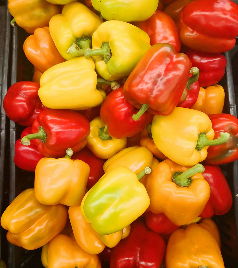 Acompañamos tu cultivo hasta la cosecha